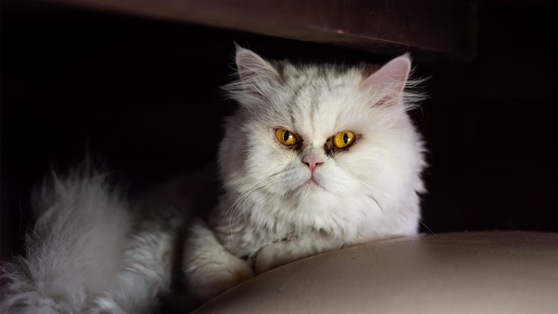 坦克世界联盟杯倒计时,坦克英雄争夺冠军