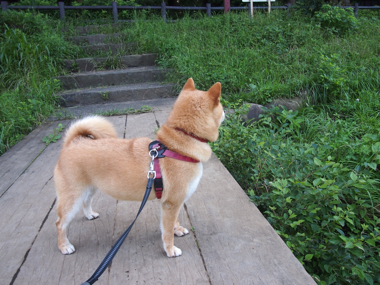数字科技推动中国篮球“智慧场馆”全面普及,智能化篮球场