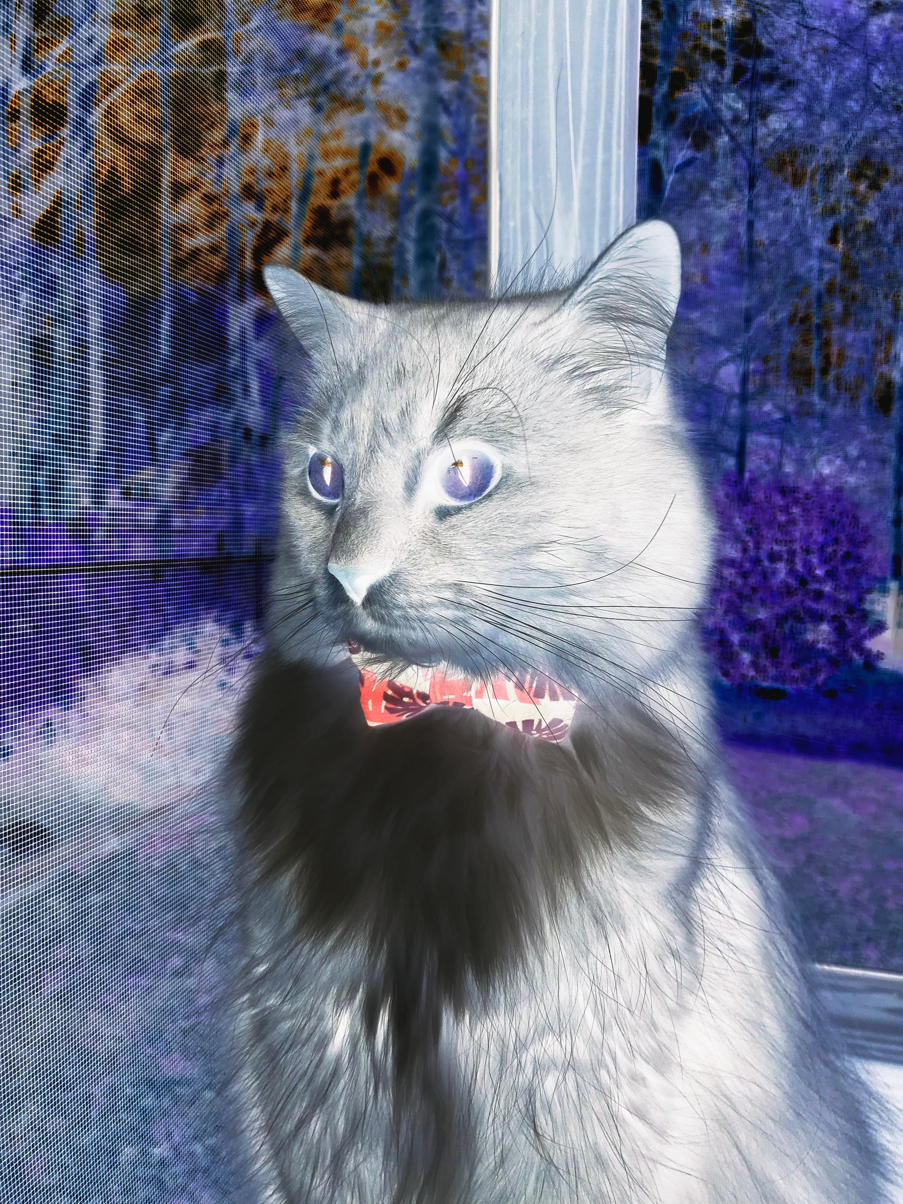 开云娱乐官网-_老虎般的猛龙，鏖战到底笑到最后_，迅猛的老虎